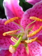 18th Jul 2017 - Pink lily close up