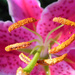 Pink lily close up by josiegilbert