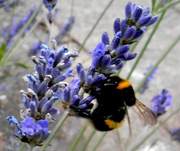 18th Jul 2017 - The bees love Lavender....