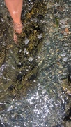 18th Jul 2017 - Seaweed therapeutic foot spa