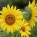 Garden Sunflowers by paintdipper