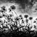 Marguerites... reaching for today's stormy sky by vignouse