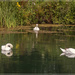 Swan Lake by pcoulson