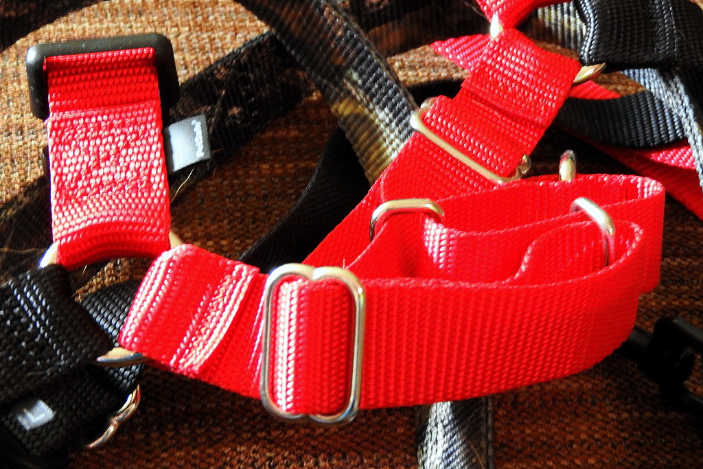 Red harness by homeschoolmom