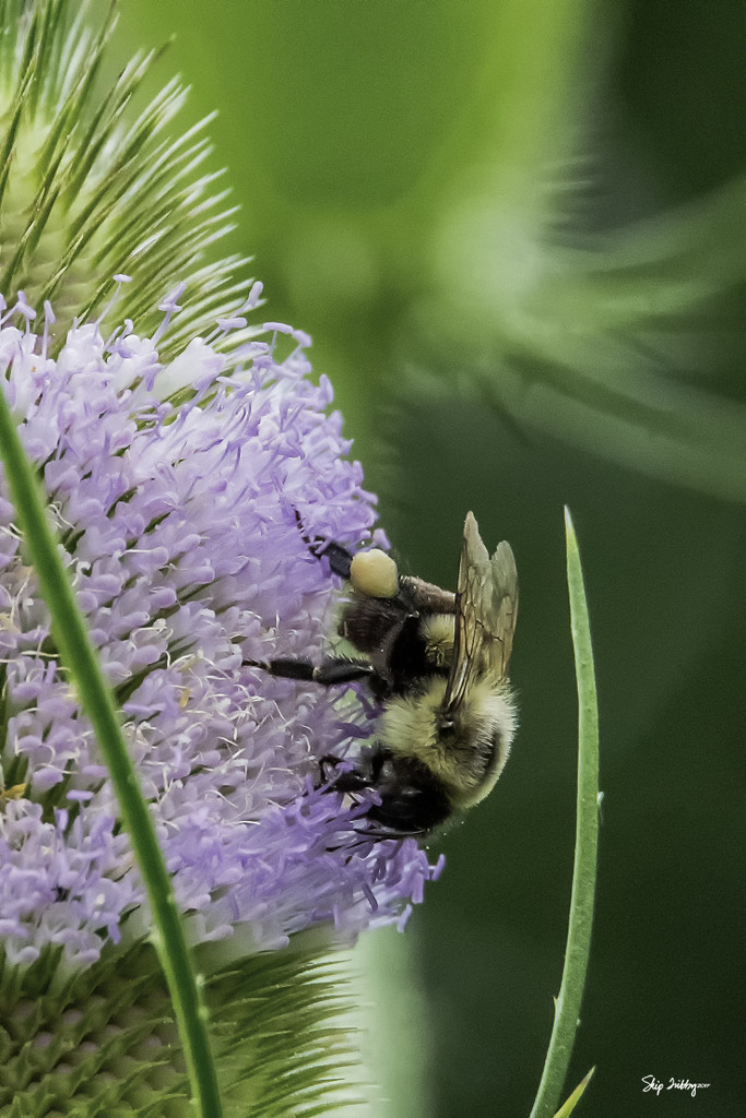 Bumblebee on a Teasel  by skipt07