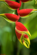 3rd May 2016 - Heliconia