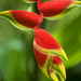 Heliconia by lstasel