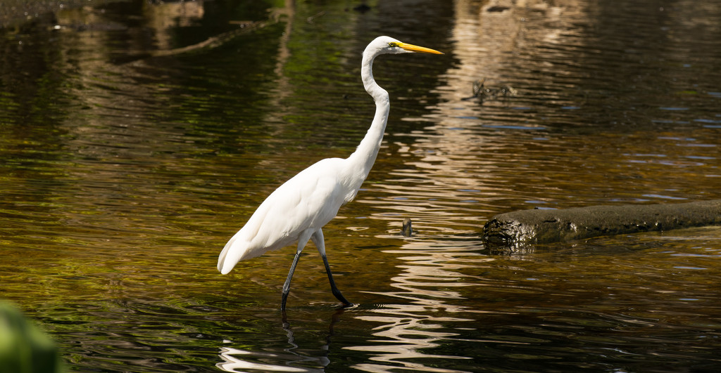 Egret Wading The River! by rickster549