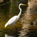 Egret Wading The River! by rickster549