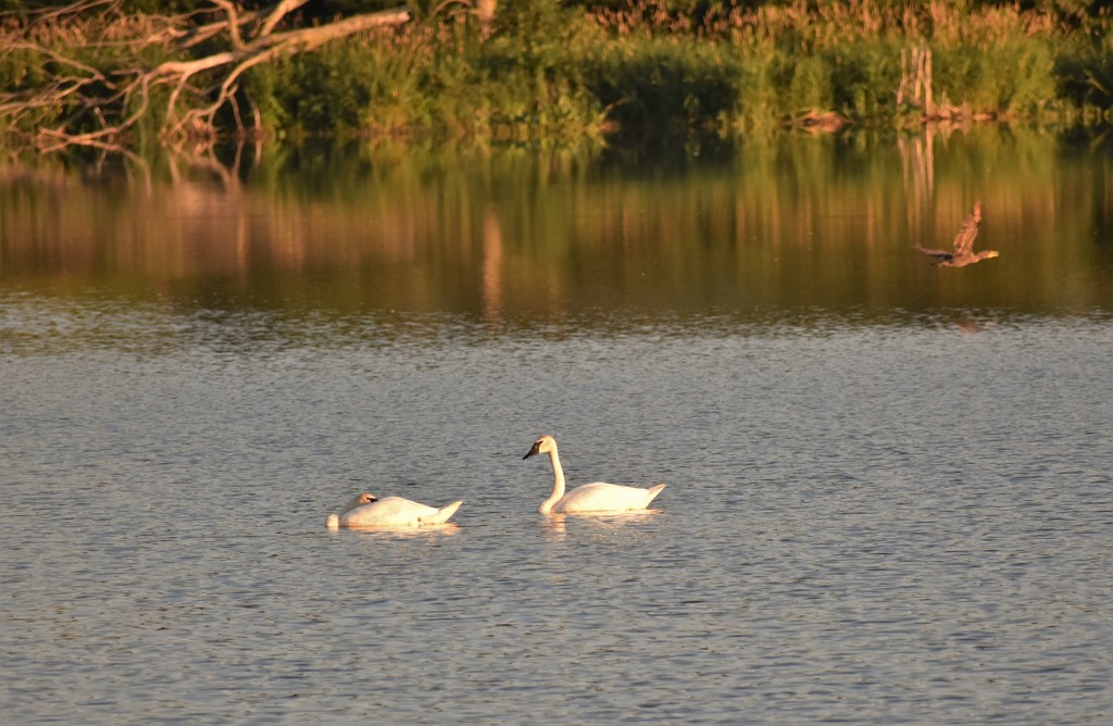 Swans on the Pond by caitnessa