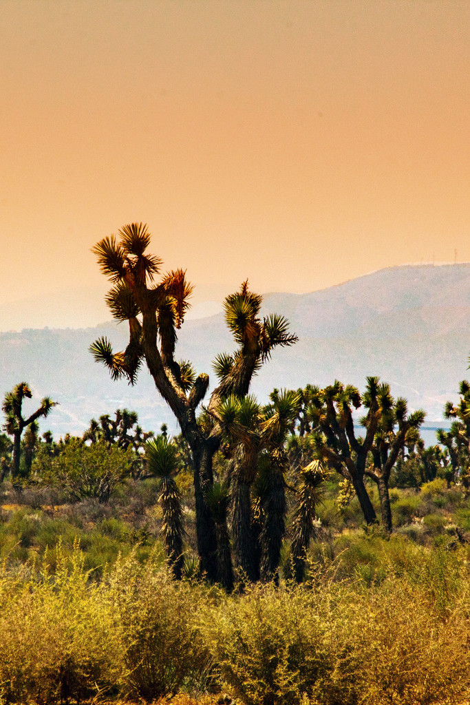 High Desert Scene by jaybutterfield