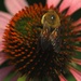 Busy Bee by digitalrn