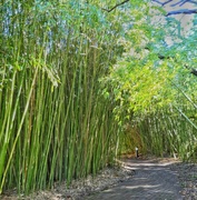 19th Jul 2017 - A little Bamboo forest........