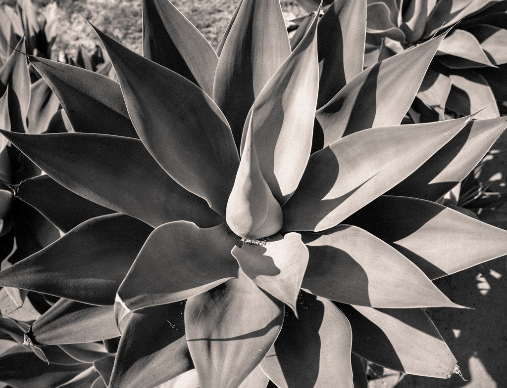 Agave Attenuata  by cjoye