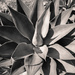 Agave Attenuata  by cjoye