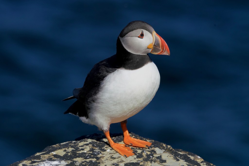 PUFFIN by markp