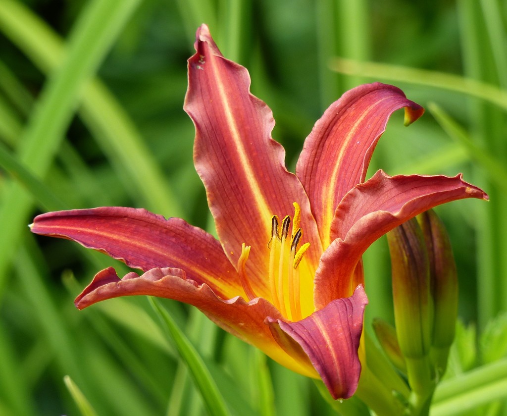  Day Lily  by susiemc