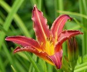 15th Jul 2017 -  Day Lily 
