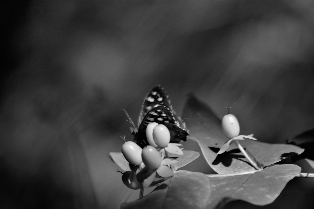 Into the light bw...... by ziggy77