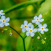 Forget Me Nots Wide by rminer