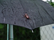 10th Jul 2017 - Beetle Umbrella