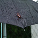 Beetle Umbrella by rminer