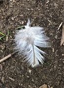 18th Jul 2017 - Feather