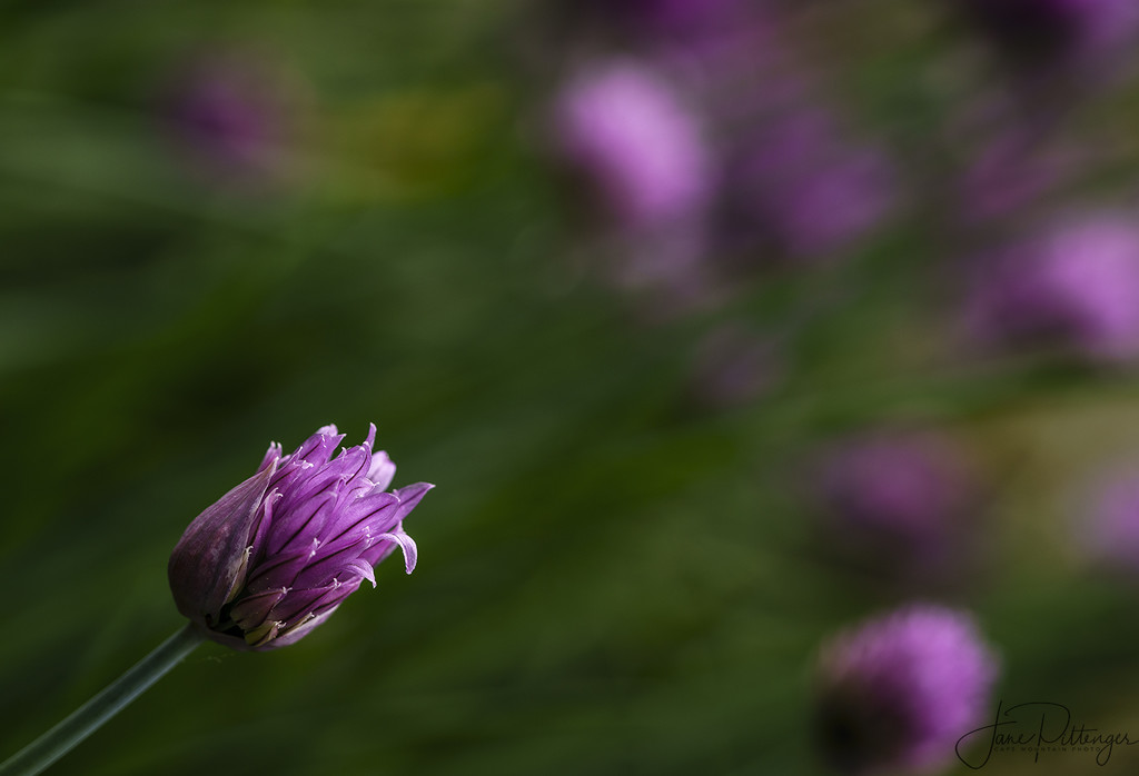 Chives by jgpittenger