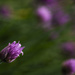 Chives by jgpittenger