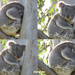 this is how it works by koalagardens