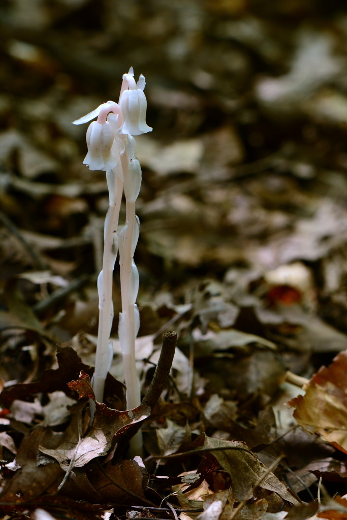 Ghost Flower by jayberg