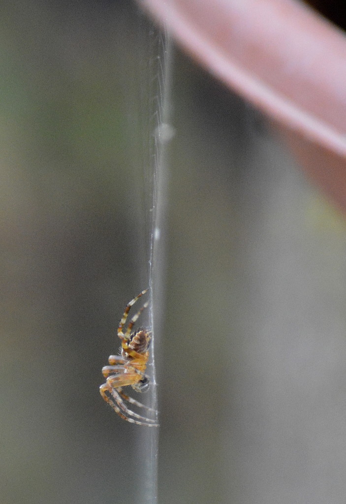 Itsy Bitsy Spider by redandwhite