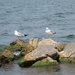 Seagulls by julie