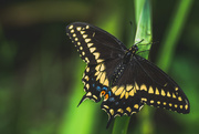 19th Jul 2017 - black swallowtail or Papilio polyxenes