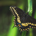 black swallowtail or Papilio polyxenes by jackies365