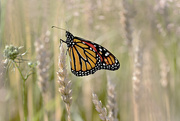 19th Jul 2017 - Monarch in the Wheat field!