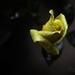 Day 200 Yellow Rose by kipper1951
