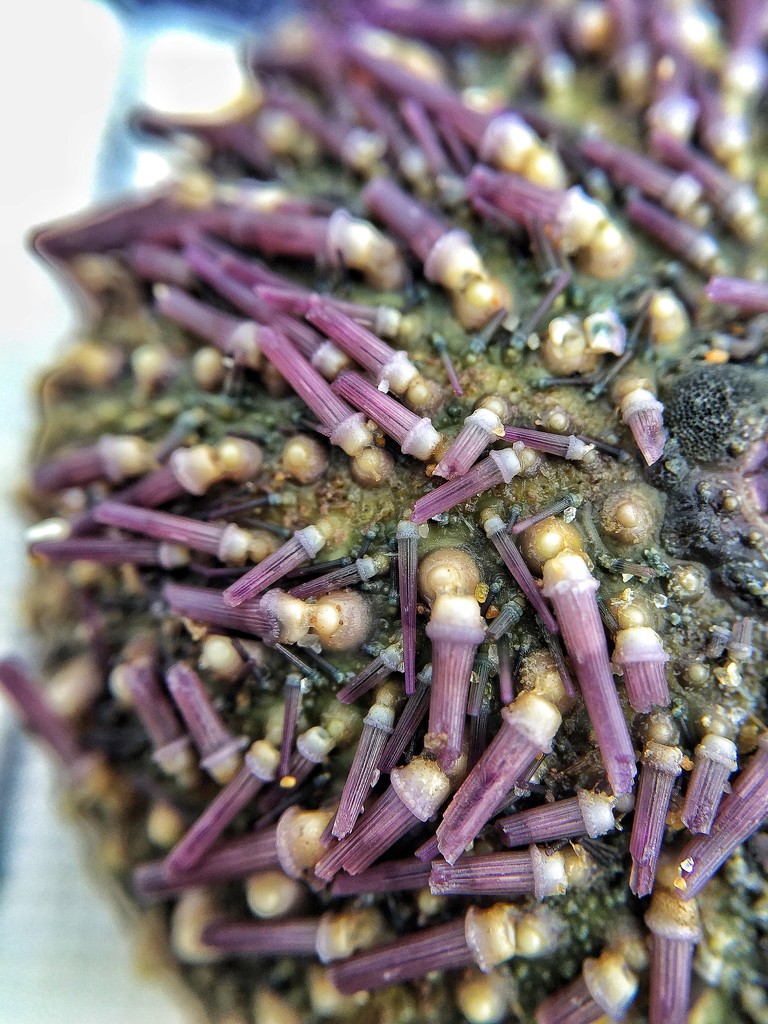 Dead Sea urchin  by cocobella