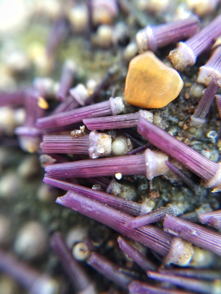 Macro sea urchin by cocobella