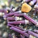 Macro sea urchin by cocobella