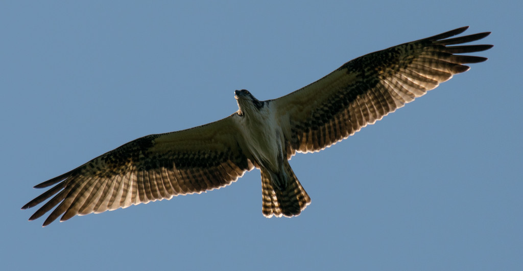 Osprey Overhead! by rickster549