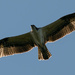 Osprey Overhead! by rickster549