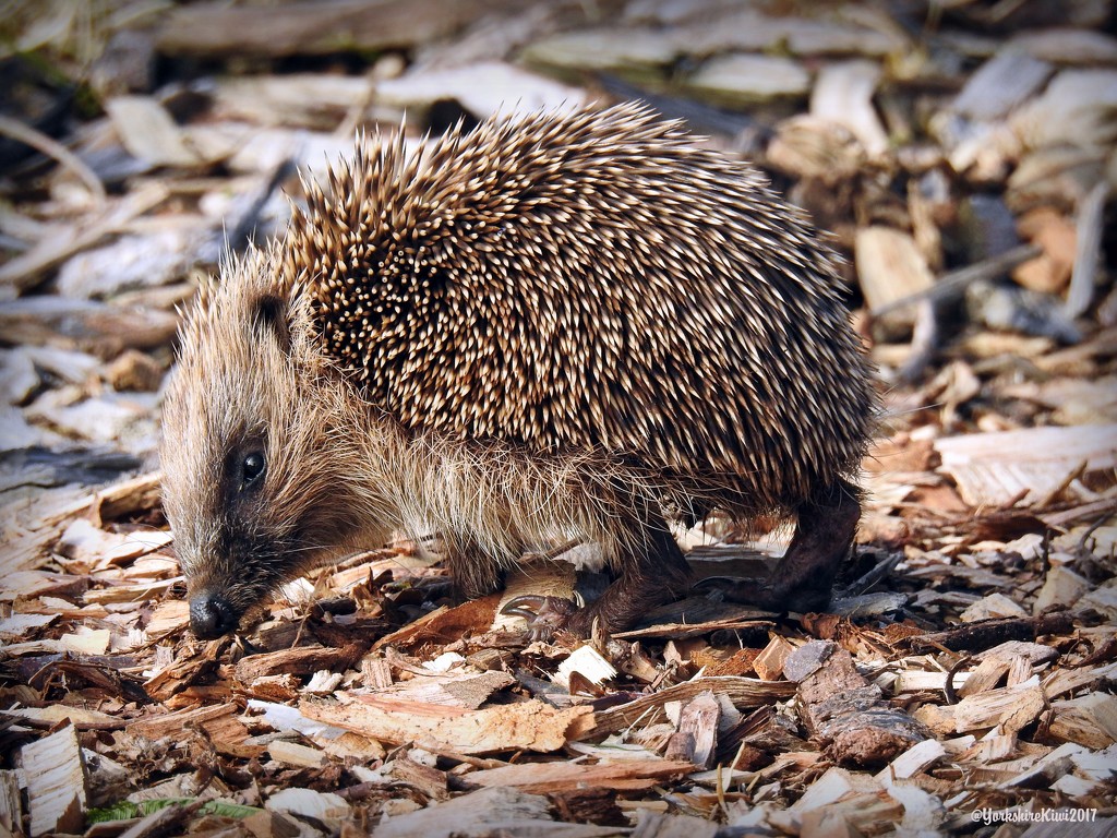 Hedgehog by yorkshirekiwi