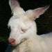 Albino Kangaroo by onewing
