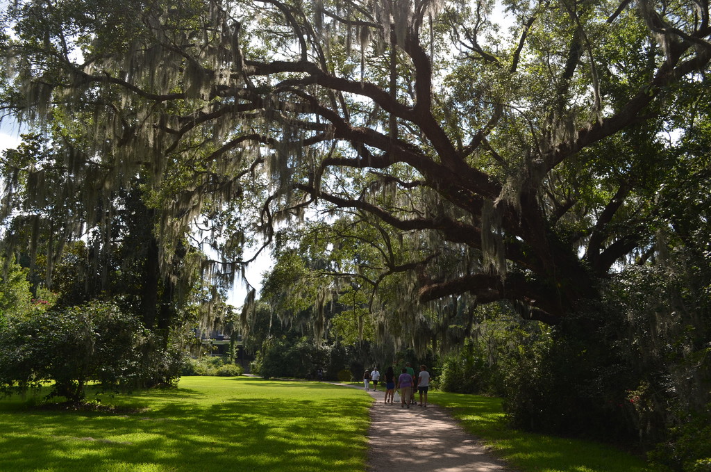 A peaceful scene at Magnolia Gardens, Charleston, SC by congaree