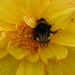  Bee on Dahlia  by 365anne