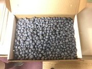 20th Jul 2017 - our Michigan Blueberries
