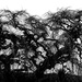 Naked tree by kiwinanna