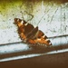 Butterfly with dirt and scatches and vignette by jon_lip