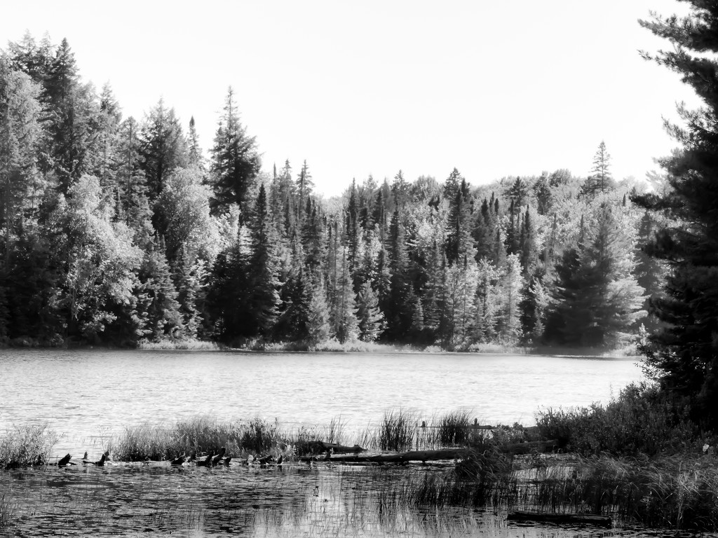 Peck Lake at Algonquin Park by northy